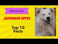 Top 10 Facts you should know about Japanese Spitz の動画、YouTube動画。