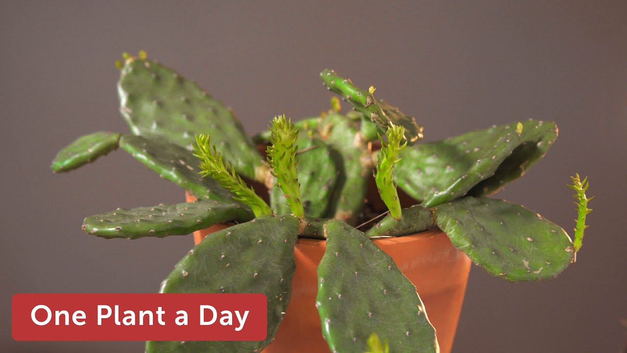 Opuntia Humifusa Eastern Ly Pear Houseplant Care 37 Of 365 Opuntia Humifusa Eastern Ly Pear Houseplant Care 37 Of 365