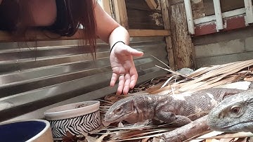 Part 1. How to interact with a savannah monitor