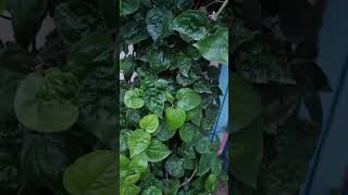 #Pan ka paudha #beautiful #plants #my #garden #shortvideo