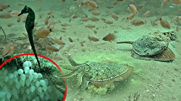 Phát Hiện Ổ MỰC NANG ỐC Dâu Cá Ngựa Gai Khi Lặn Biển Dưới Hụt Nước Sâu | P 756