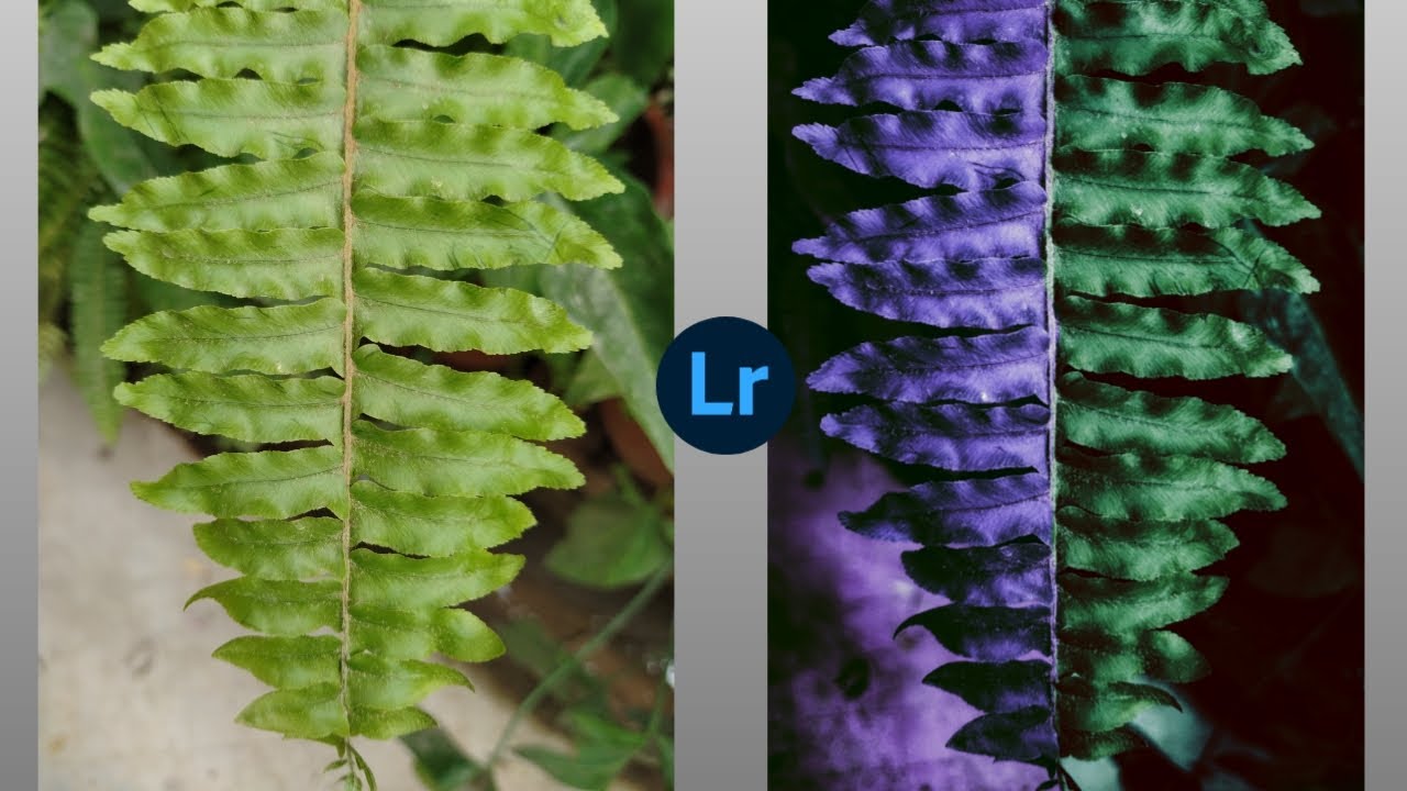 Dual color editing with simple steps using Lightroom app || karan photography hub