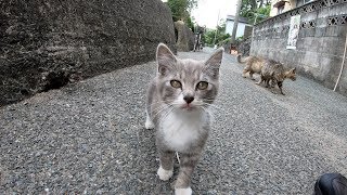 【クイズ】動画内に何匹の猫が登場するでしょうか？