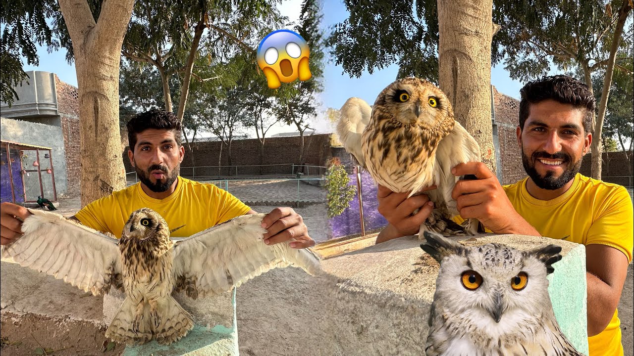 Zoo Main Bht Pyara OWL Le Aaye😍