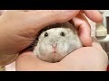 いいこいいこされるハムスター