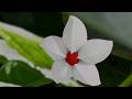 🔴Let's Blender: a flower [work process]