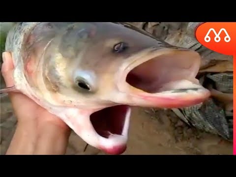 Vídeo: Peixes mutantes em nossos rios