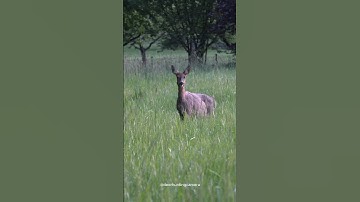 Majestic Deer in the Wild – Captured with Sony AX53 | Stunning Nature Footage