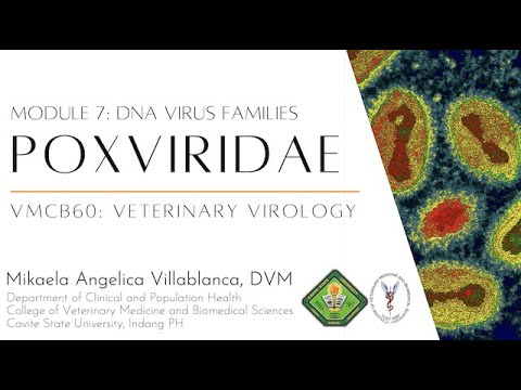 Vídeo: Infecció Per Poxvirus En Gats