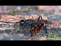 Xorides Filiformis - (Ichneumon)- laying eggs