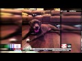 Dog Owner Concerned Over Local Training Business Dog Owner Concerned Over Local Training Business