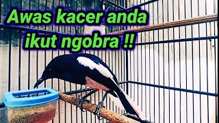 KACER GACOR KELUAR ISIAN FULL!! BIKIN KACER LAIN IKUT BUNYI