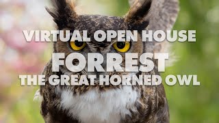 Forrest the Great Horned Owl