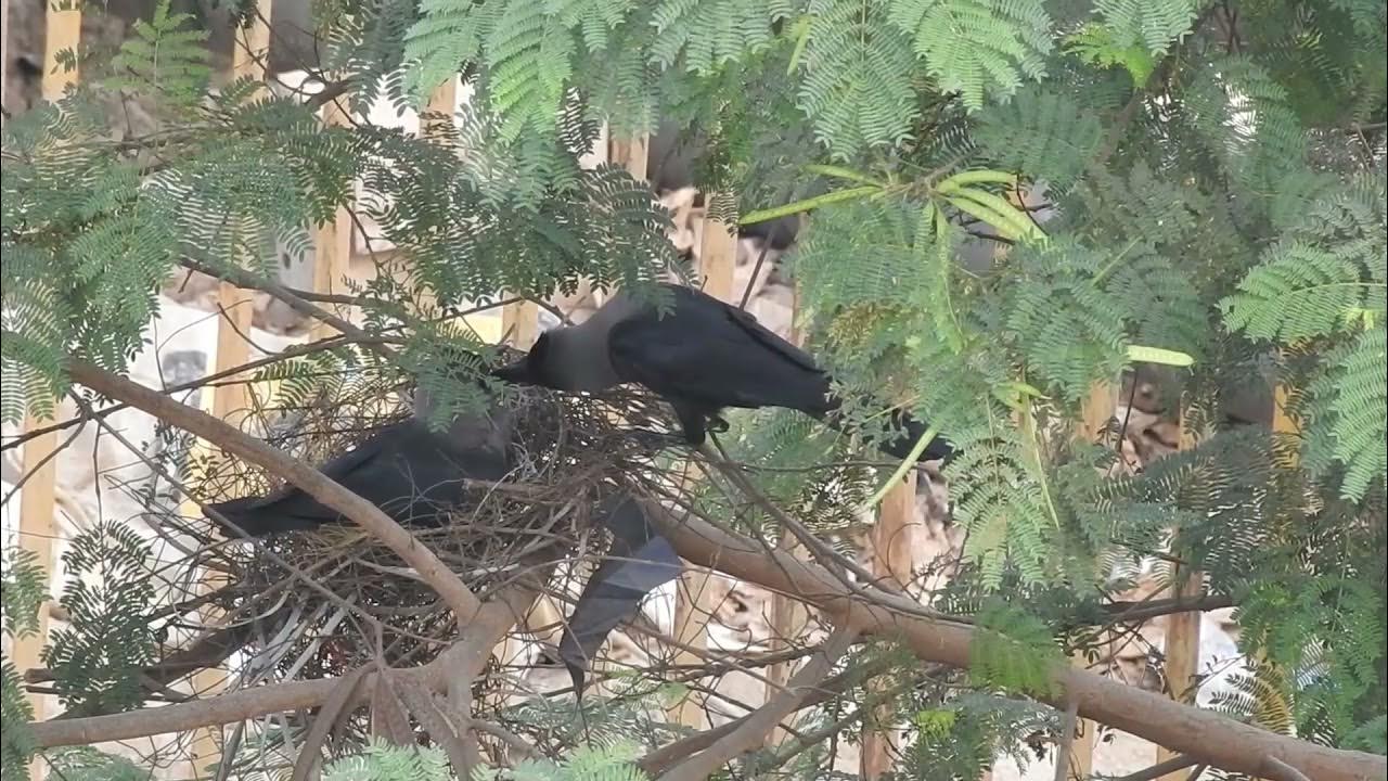 House Crow nest hatchling parents feeding on excreta YouTube