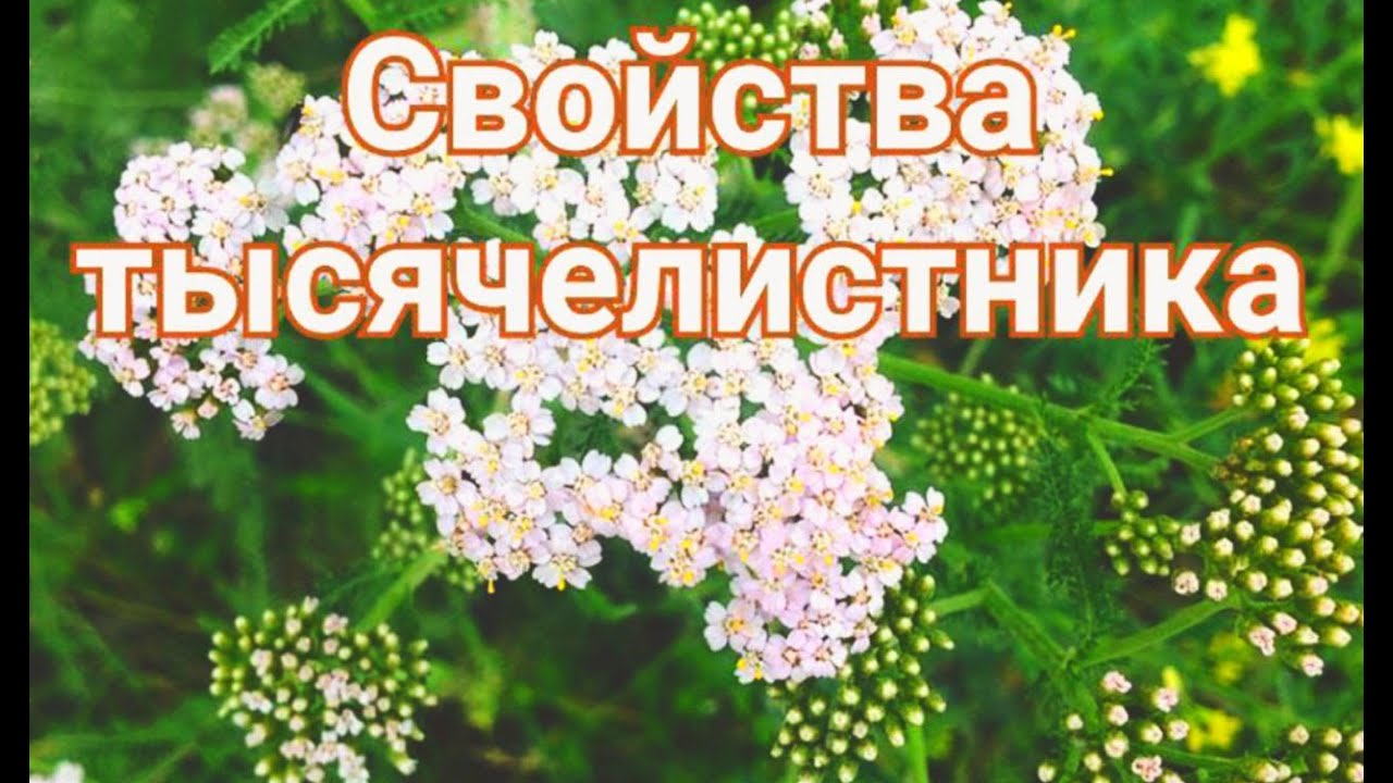 Тысячелистник.Целебные свойства.Техника применения