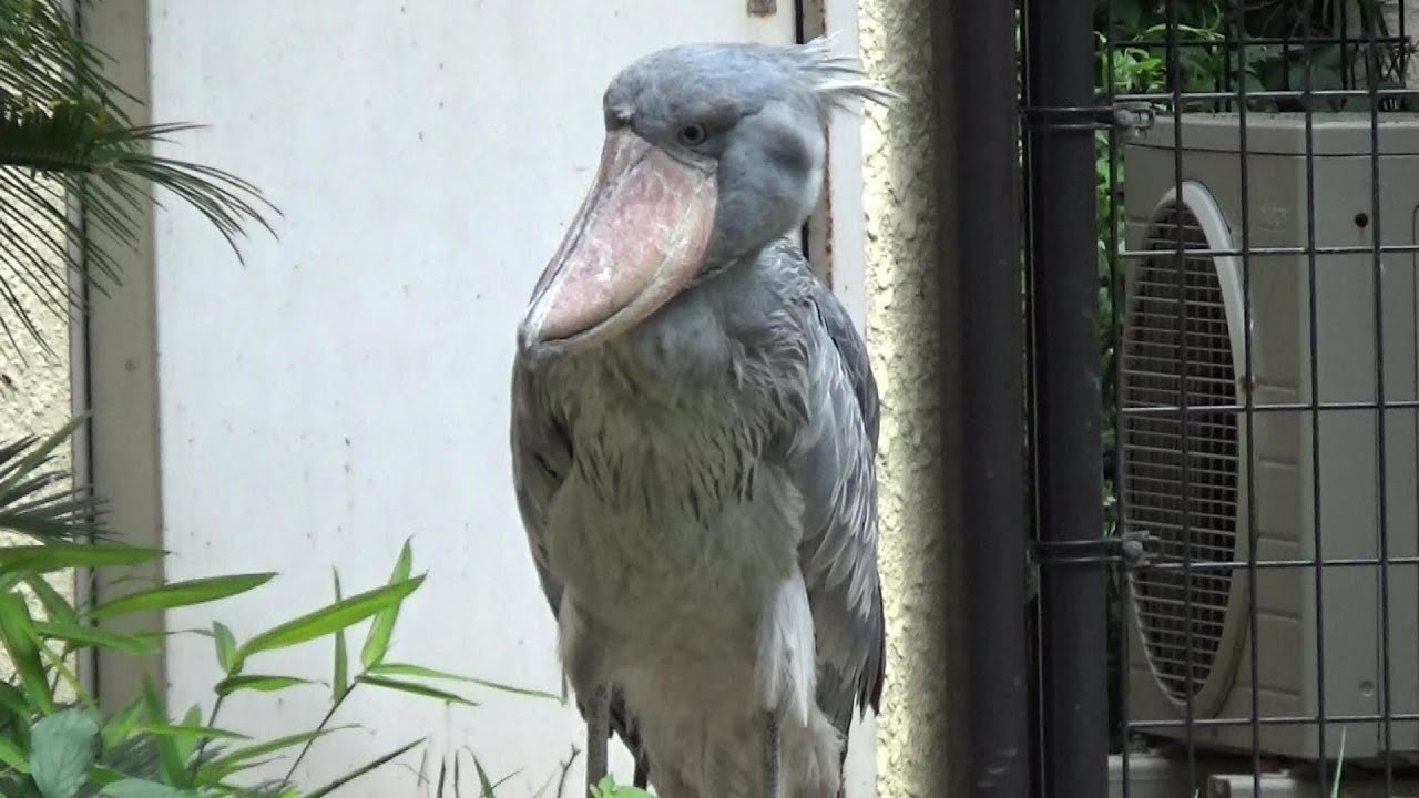 ハシビロコウがかわいい❤ Cute shoebill #154【Cute animal videos