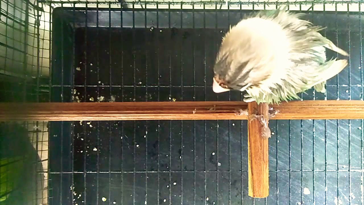 Burung dalam sangkar 
