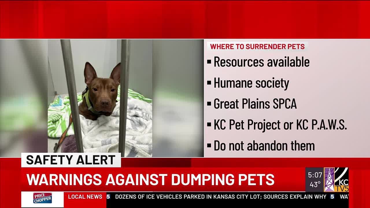‘We are not a shelter’: Kansas City vet clinic warns against dumping pets