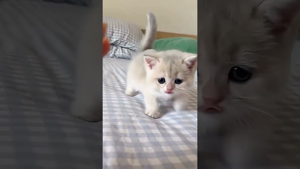 cute cat 