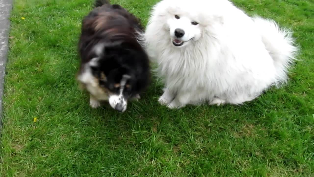 collie samoyed cross