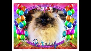 Ragdoll Cat Nicholas Turns 3! From Birth To Three Yrs!