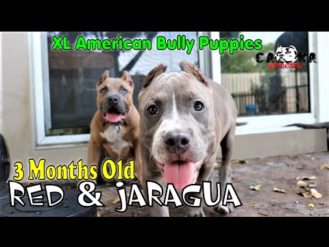 3 Month Old Xl American Bully Puppies Caona Bully Kennel S Red Jaragua Timecap Video 8 27 20 Youtube
