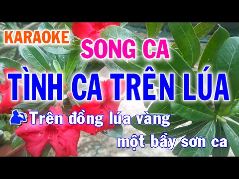 Karaoke Tình Ca Trên Lúa Song Ca Nhạc Sống l Nhật Nguyễn