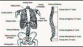 Kontradiksi Quran dan Sains – Part 1 - Dari mana keluarnya sperma?