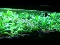 DIY Vermicomposting with Hydroponics/Vermiponics