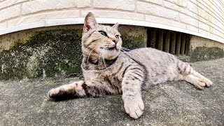 路地裏でぐったりと寝そべる夏バテ気味のキジ猫軍団