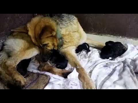 German shepherd giving birth to puppies - YouTube