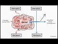 Kernel Space vs. Userspace: The Architecture of OS Stability and Innovation