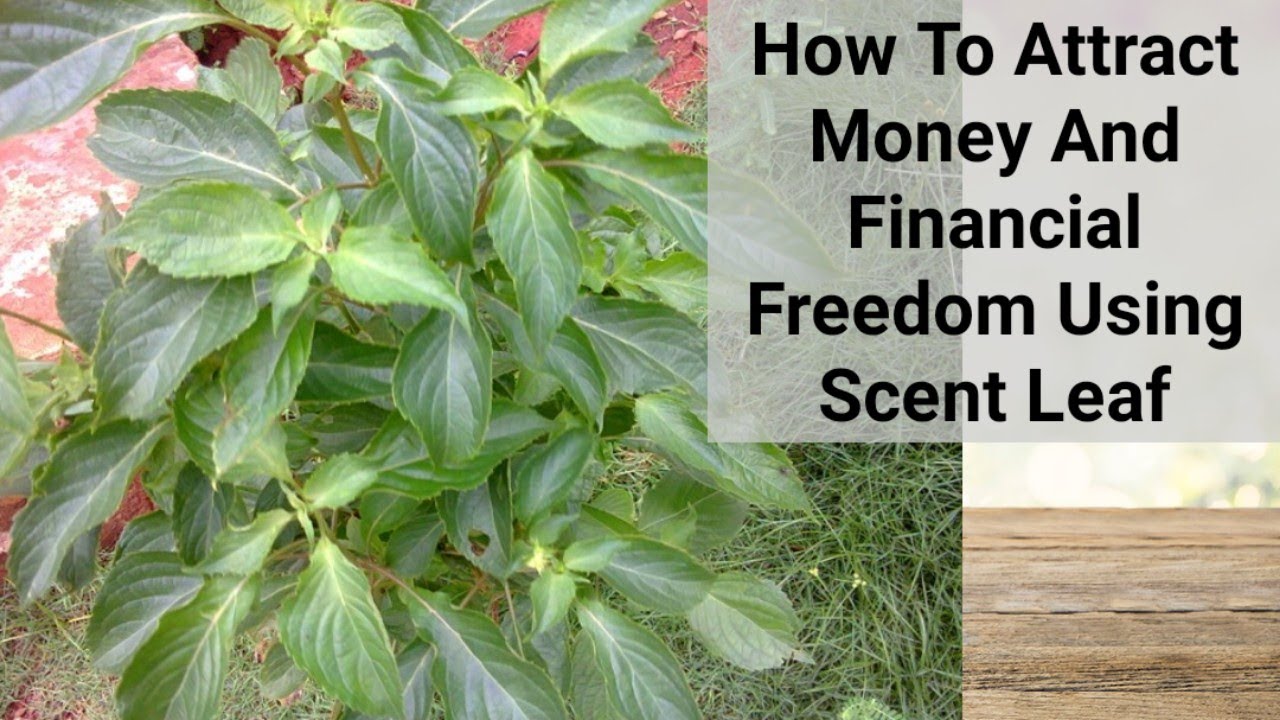 Use Scent Leaf To Attract Unlimited Money & Attain Financial Freedom