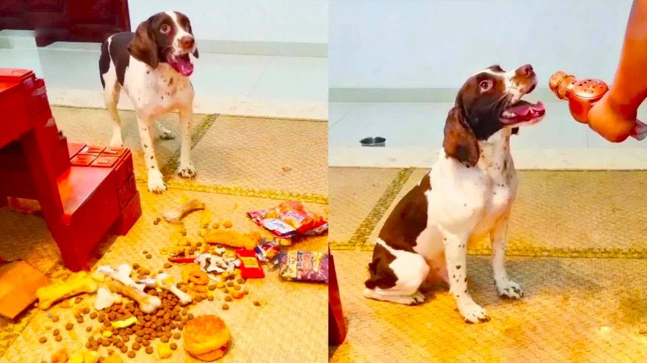 仔仔：闯大祸了！仔仔撒手跑没了，仔妈把口哨吹坏了也没回来【靓仔日记】