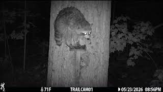 Raccoon Feeding at the Squirrel Feeder in the Woods