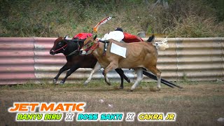 Kecepatan sapi JET MATIC ft BANYU BIRU di lapangan Priok Ketapang