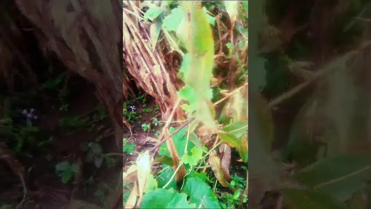 Mariak akuei angok new song out 2025 south Sudan music twic🇵🇸🇵🇸🇵🇸🇵🇸🇵🇸🇵🇸🇵🇸🇵🇸