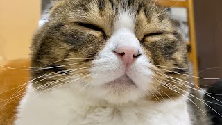 ゴールデンウィーク最終日の朝、枕元に来ちゃった個性あふれる親子猫