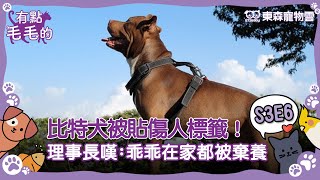 有點毛毛的 S3E6比特犬被貼傷人標籤理事長嘆乖乖在家都被棄養ETtoday寵物雲