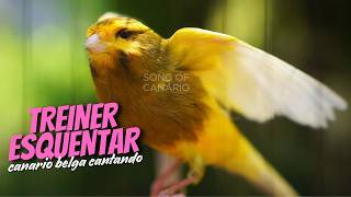 Canário Belga Cantando Muito: Treino para Esquentar