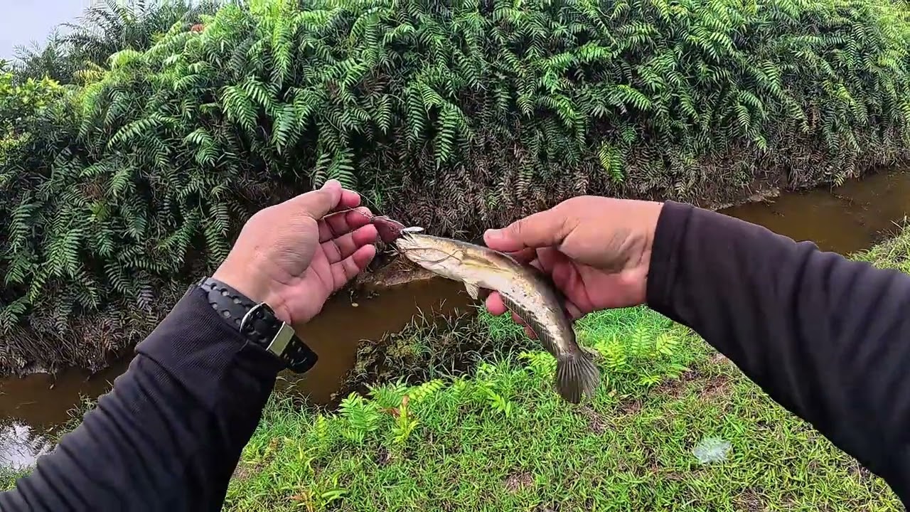 SOFT FROG HARUAN DARI LAKOJAT ! STRIKE PADU2 ! | CURADO BFS XG | KUYING BATTLE SONG 