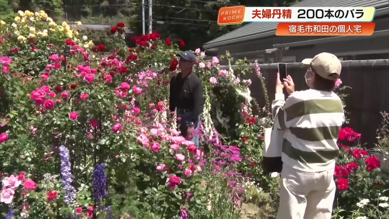 高知】20年以上かけ夫婦で育てた200本の楽園 苦難を乗り越え咲き誇る