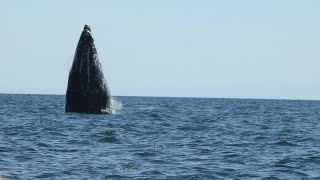 Observación de la ballena gris - Guerrero Negro, Baja - Mexico