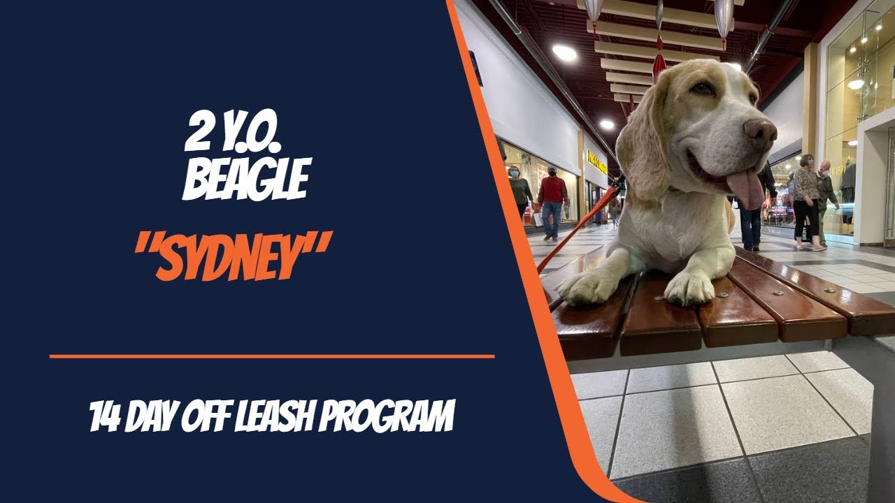 Beagle 🐶🦮Off leash Dog Training / Obedience Training 🦮🐶