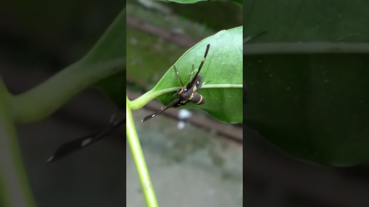 Handmaiden moth 🪰😊