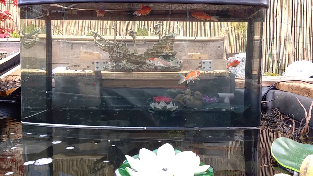 Upside down fish tank fx in pond YouTube