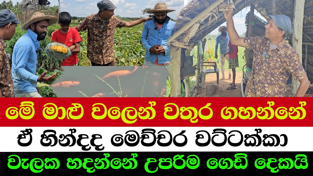 Pumpkin Yield Boosting Secrets Revealed!