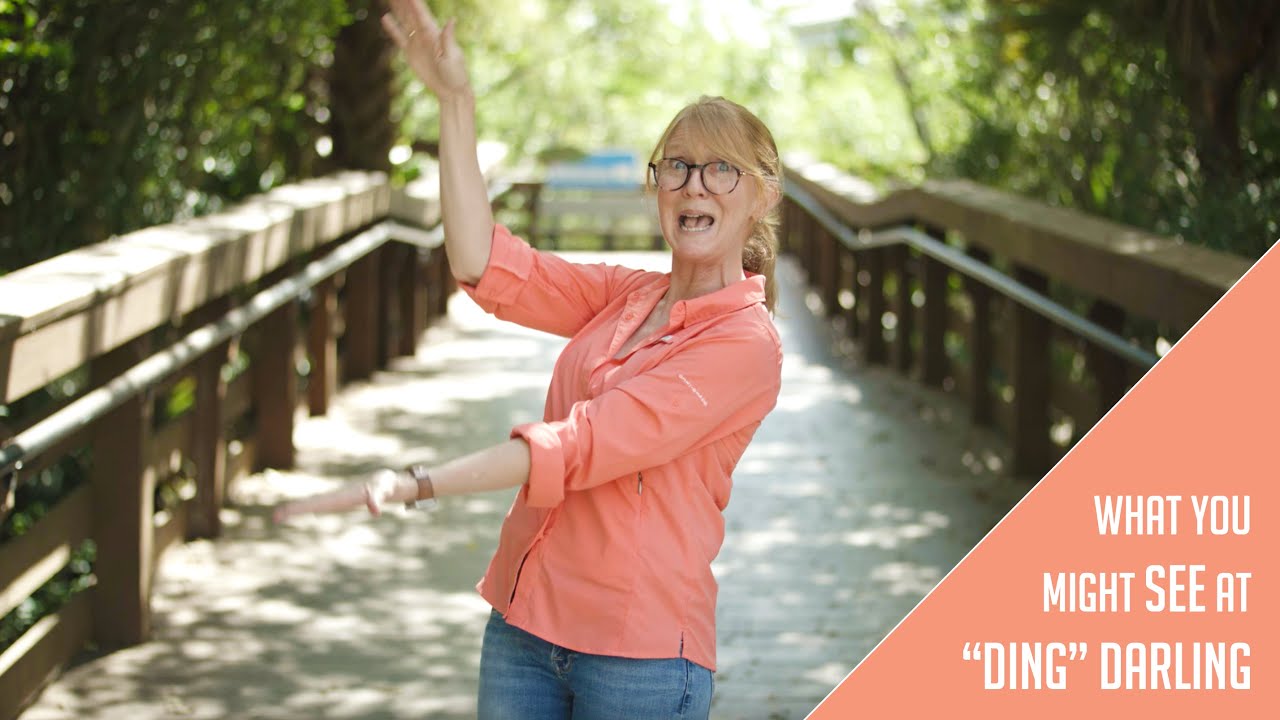 What Will You See At Ding Darling National Wildlife Refuge on Sanibel Island?