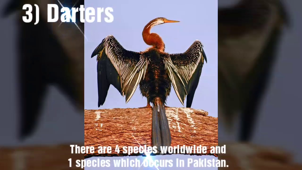 Top 10 famous birds of pakistan