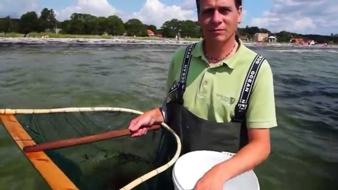 Rejefangst fra stranden om Sommeren/ Ebeltoft, Djursland